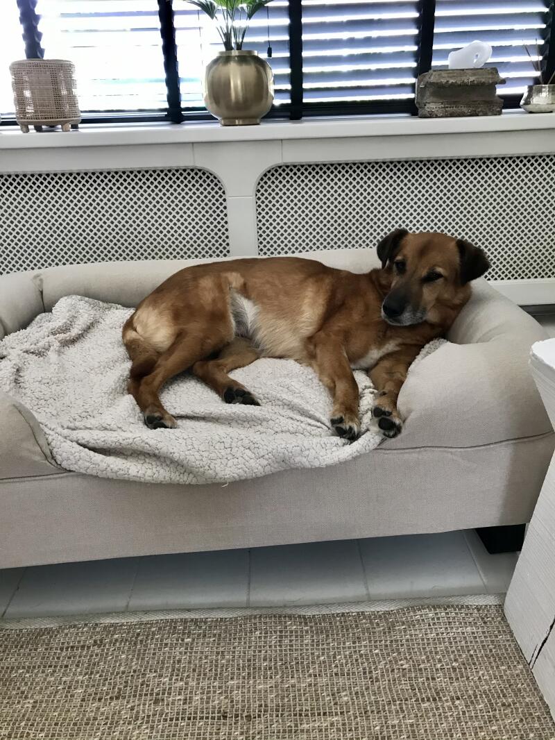En brun hund som nyter plassen i sin beige store seng