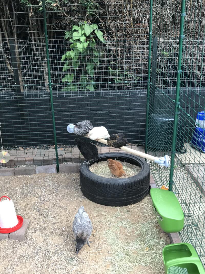 Gelukkige jonge kippen in hun nieuwe huis