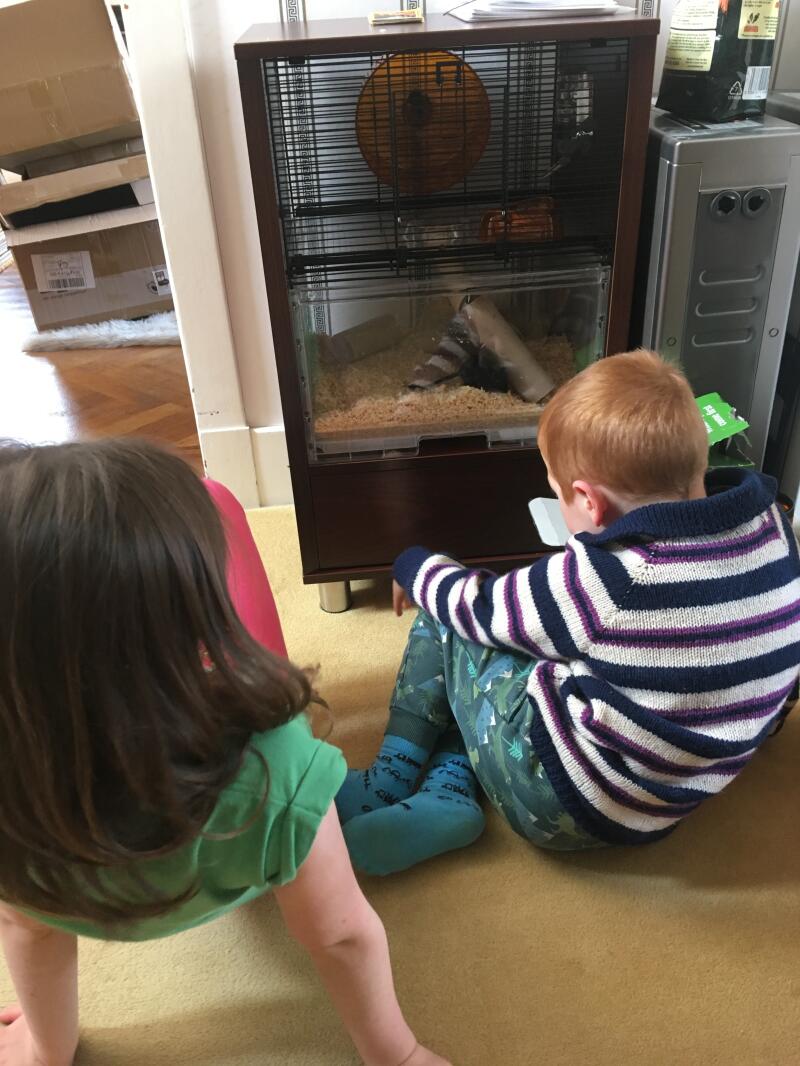 The kids love watching their new pets in their Qute