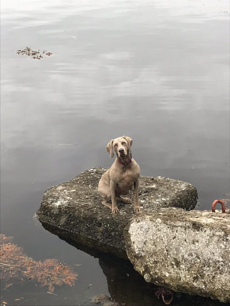 a weimaraner dog sat on a rock in the sea
