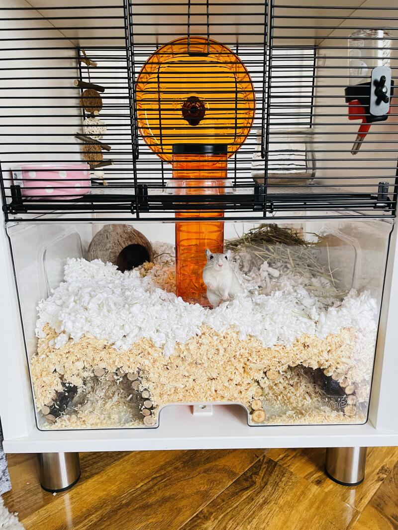 A gerbil in a cage