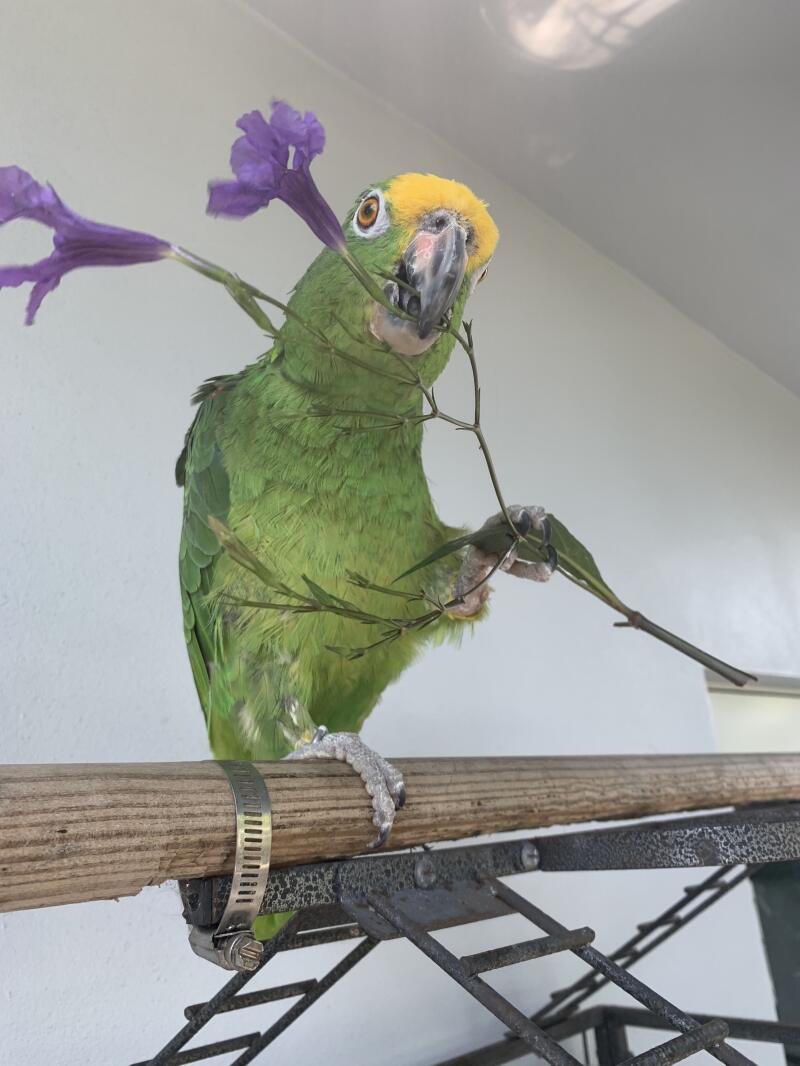 Geel gekroonde papegaai zittend op zitstok
