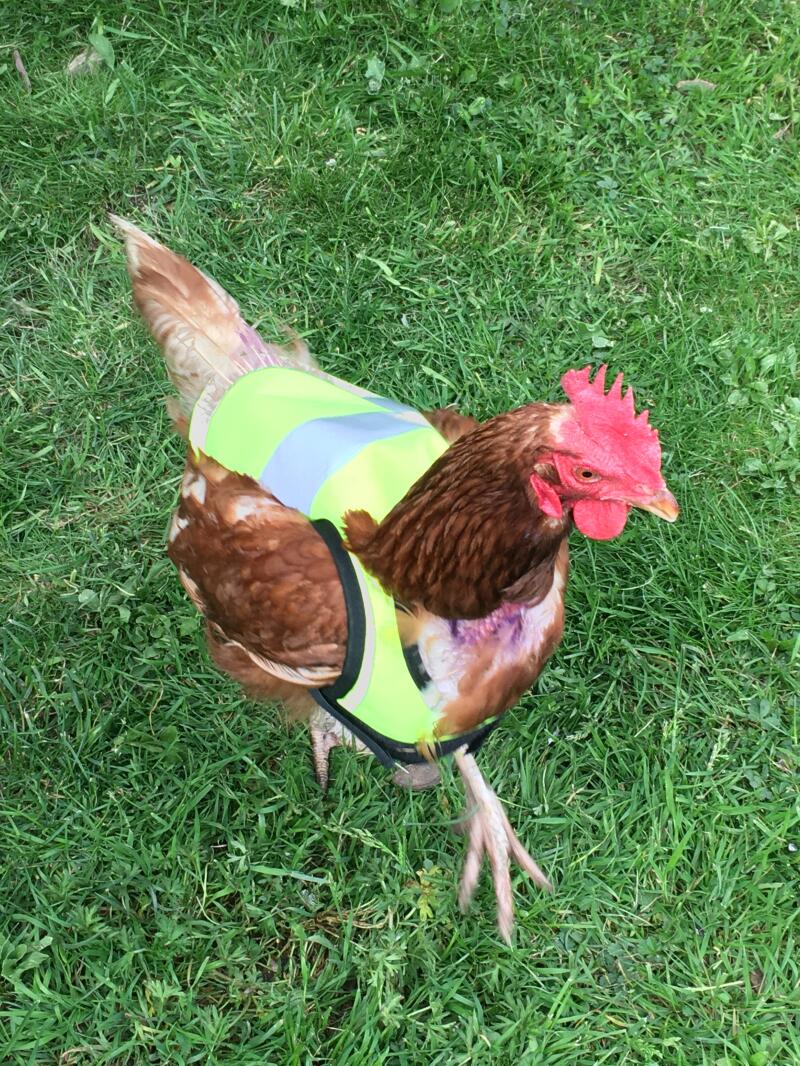 Chicka ser nydelig ut i den nye jakken sin
