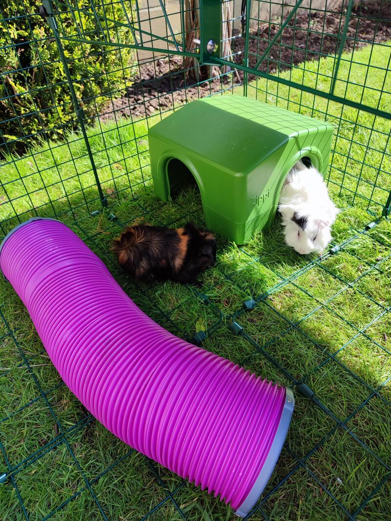 Two guinea pigs playing in their green shelter and pink tunnel