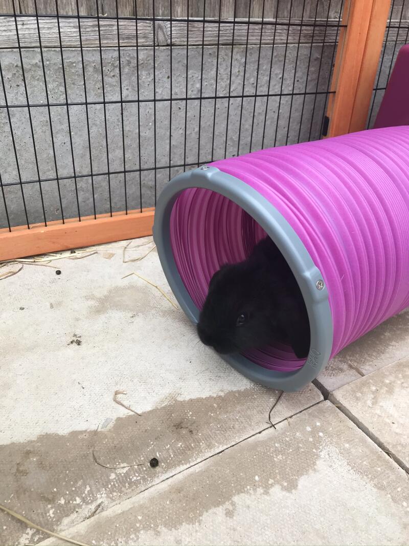 En af mine kaniner nyder deres nye legetøj. 