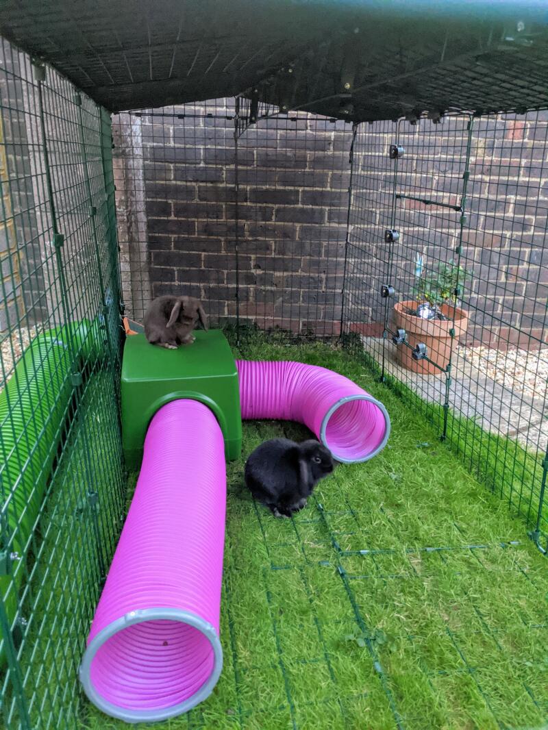 Unsere kaninchen leben im tierheim und in den spieltunneln, sowohl drinnen als auch auf dem dach.