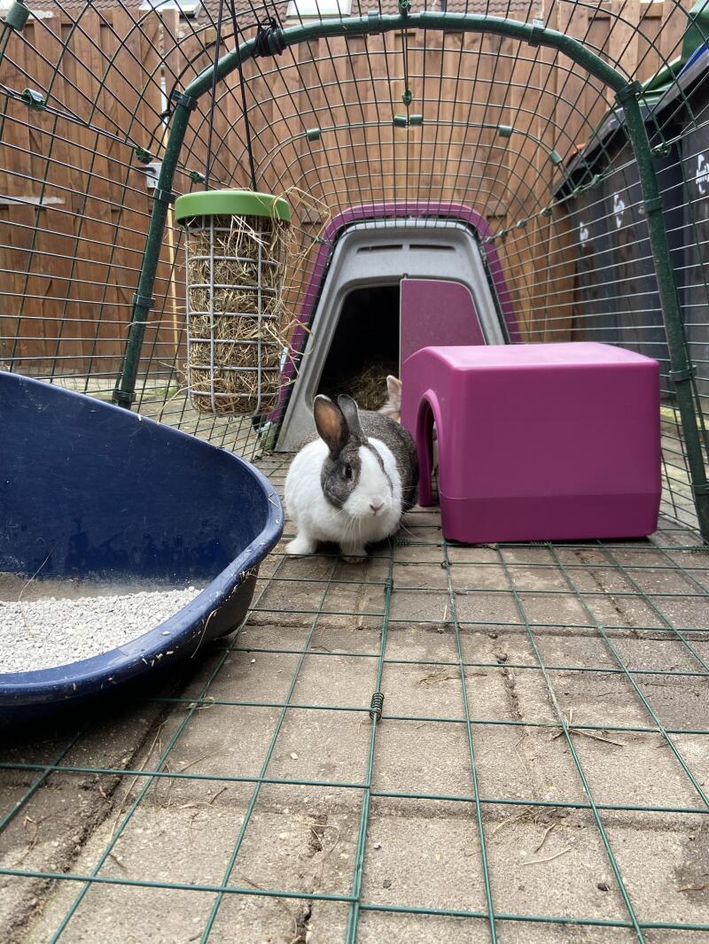 Un conejo en un corral con una conejera púrpura Go adjunta y un refugio