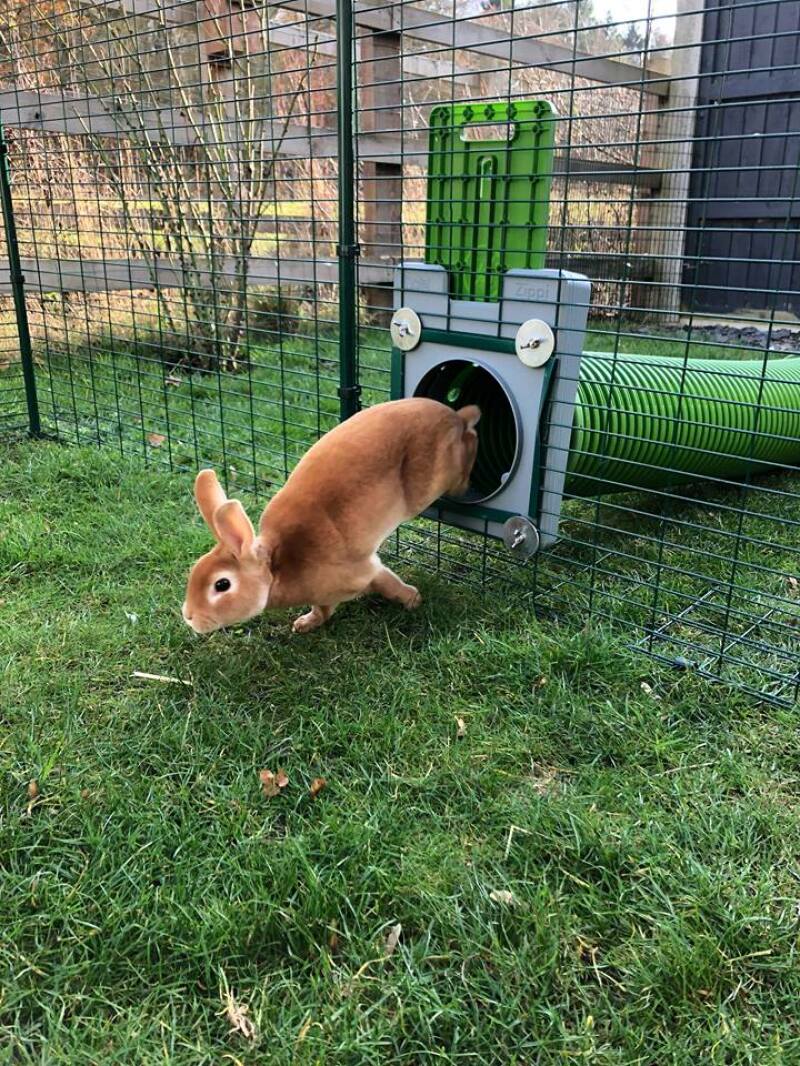 Våra kaniner älskar tunnlarna!