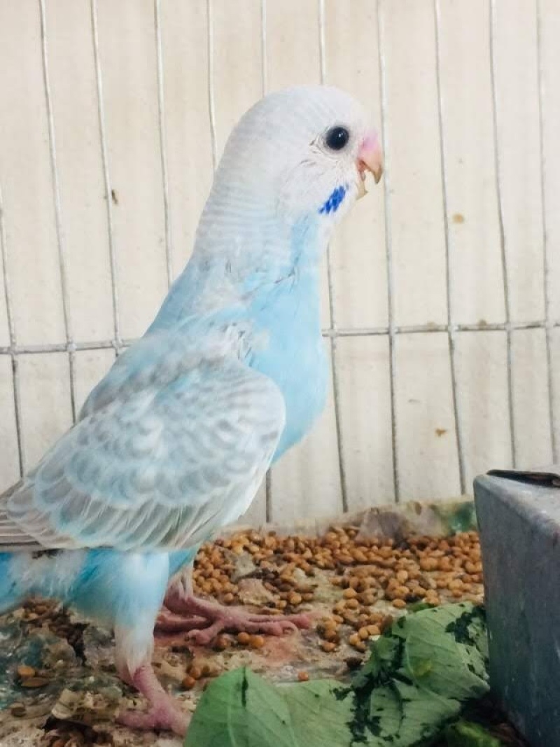 a blue and white budgie in a bird cage