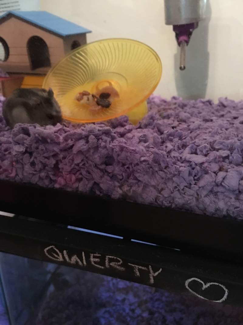 Hamster qwerty s&#39;adapte à sa nouvelle maison!
