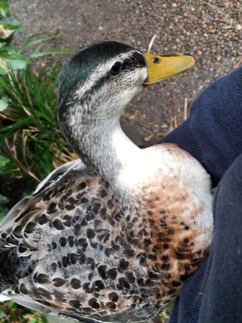 a silver appleyard miniature duck sat on its owners lap