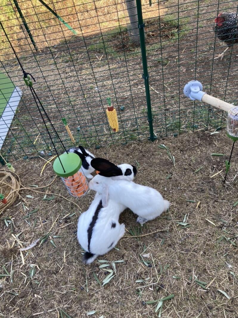 Kaniner som spiser gulrøtter fra en Caddi- Caddi i en walk-in-run
