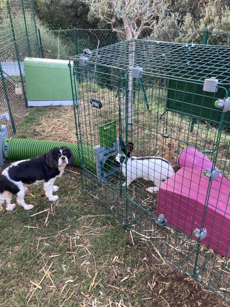 Konijn in Omlet Zippi konijnenren met Zippi schuilplaats en Zippi tunnel verbonden met hond buiten