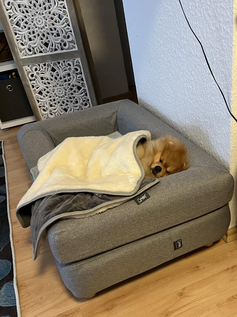 A dog sleeping on his grey bolster bed with a blanket
