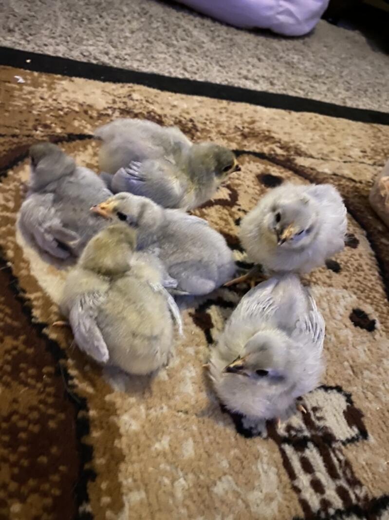 Lavender Orpington chicks which are 8 days old sat on a carpet