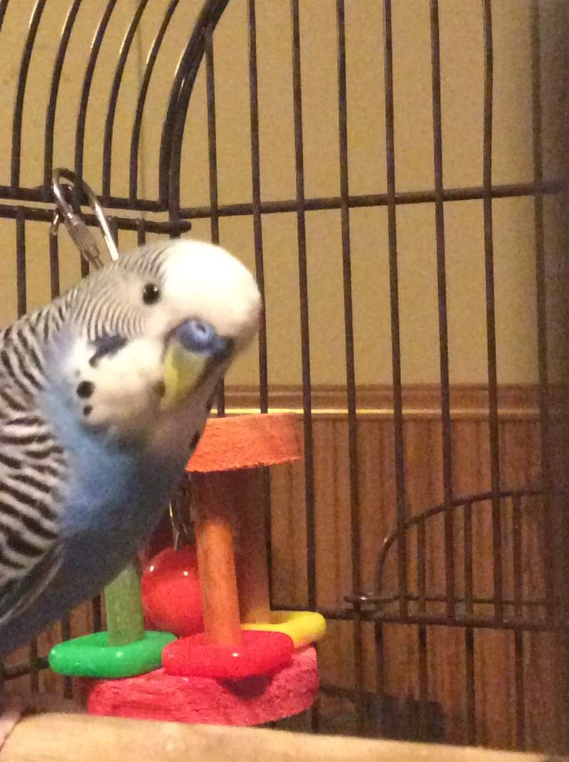 a blue and black budgie in a cage with toys