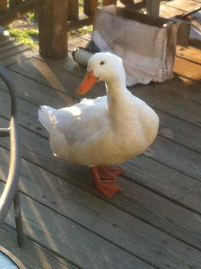 Duck on decking at the door