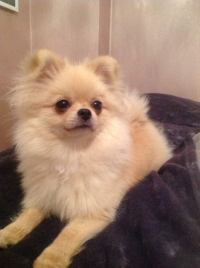 Pomeranian hond op deken