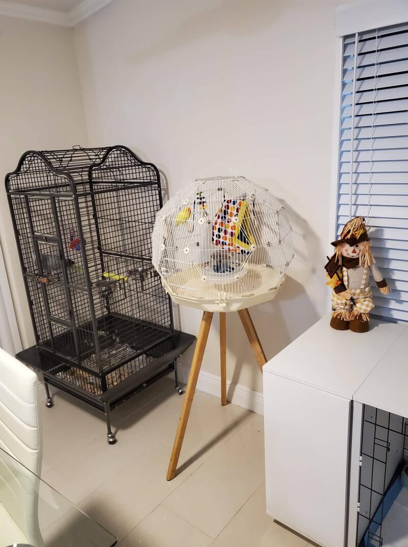 A white Geo bird cage standing on a wooden full height stand in a room
