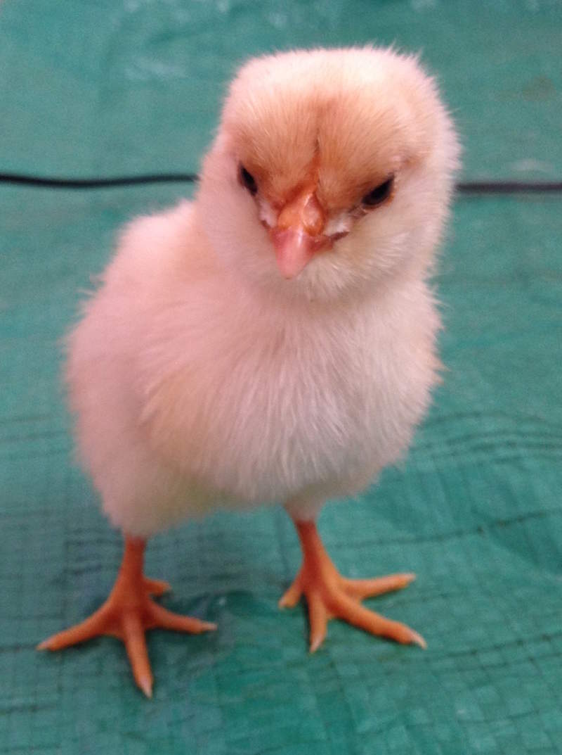 Thuringian chick