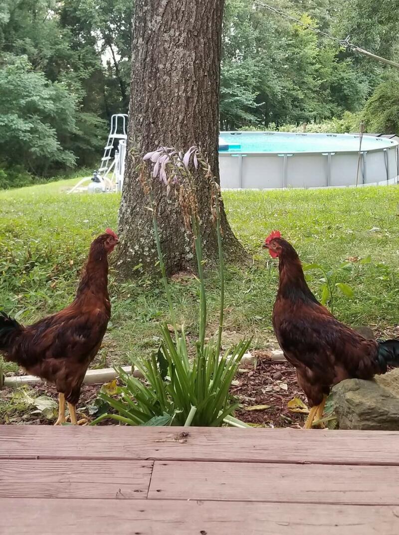 Moje kurczaki