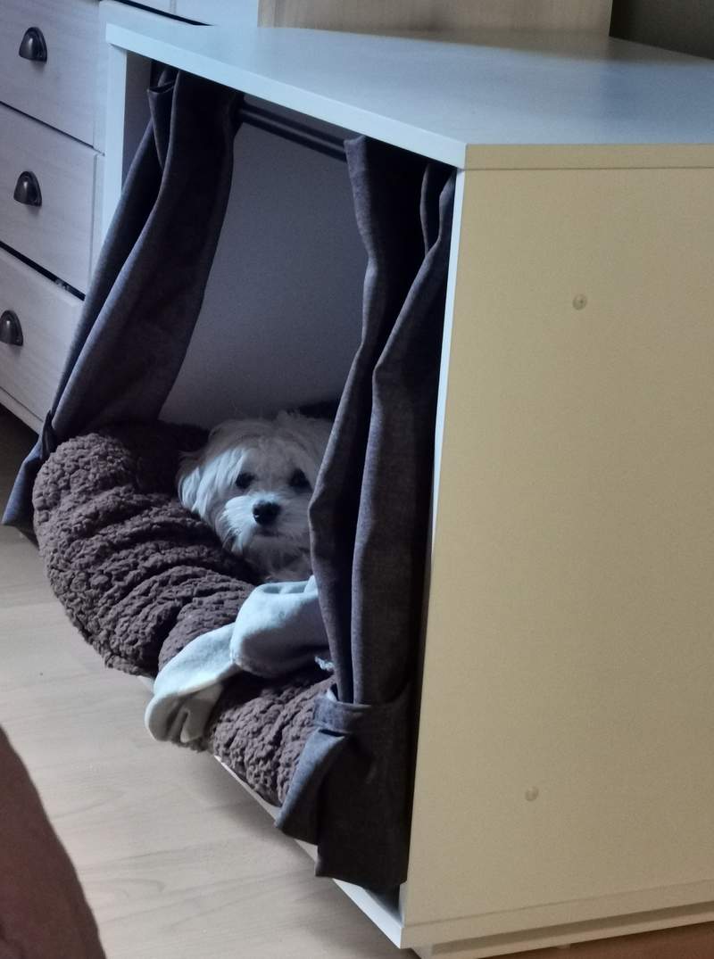 Pies śpiący w Fido Nook meble do skrzyni dla psa