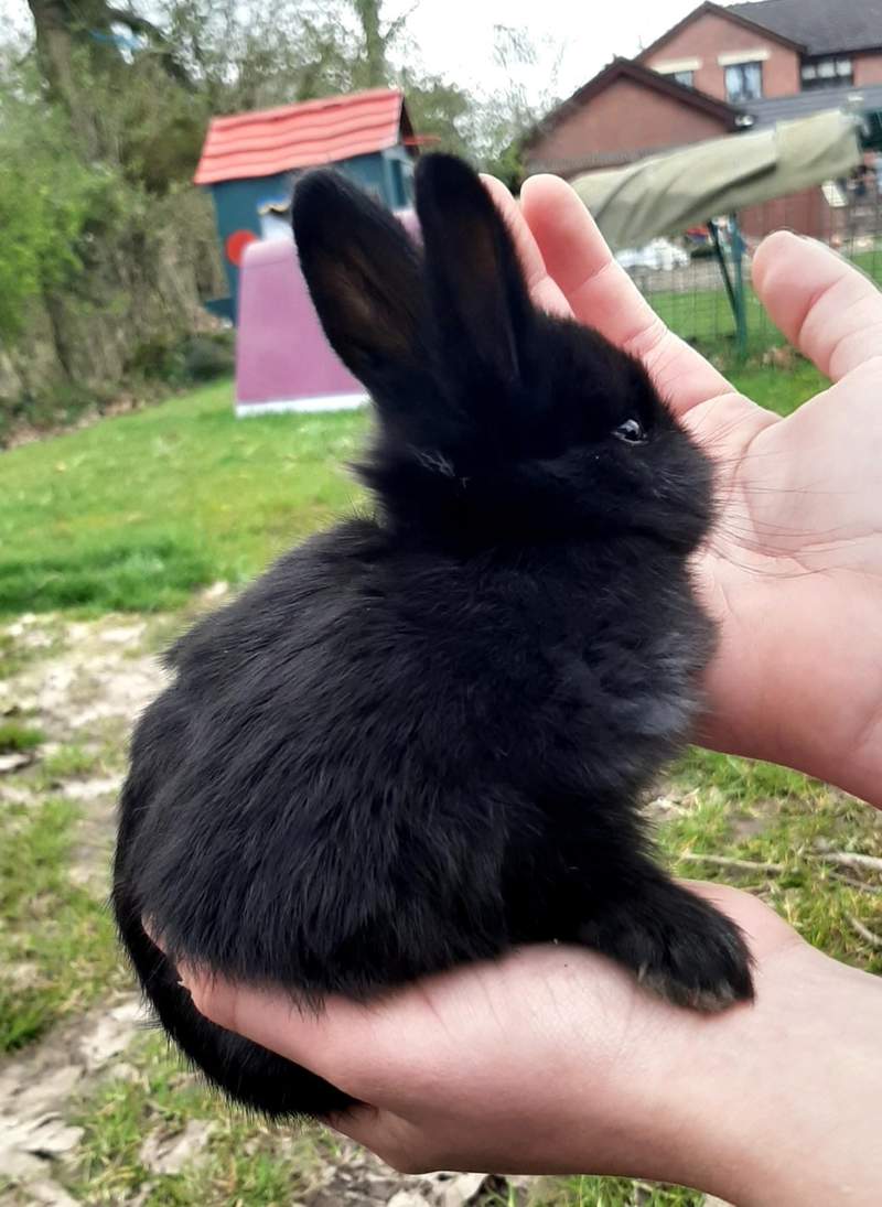 a black small mini lop bunny rabbit being heald by its owner with a purple go in the background