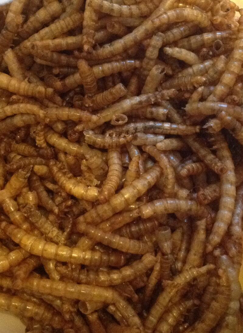 Wonderful product, whole mealworms 