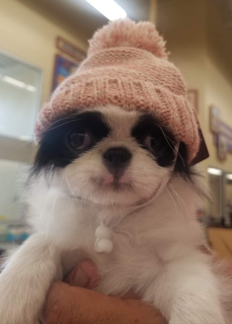 a small black and white dog wearing a pink woolen hat