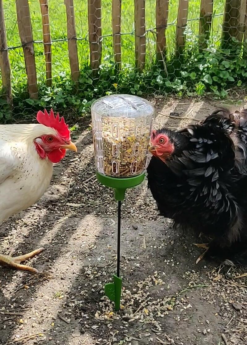 Two chickens enjoying pecking on their treat holder