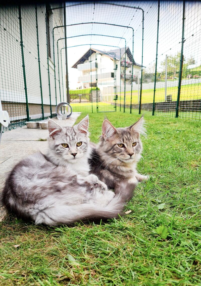 Two majestic kittens laying down on the fresh grass of their catio
