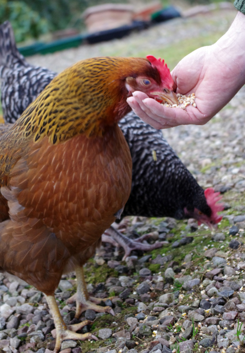 Chicken eating out of hand