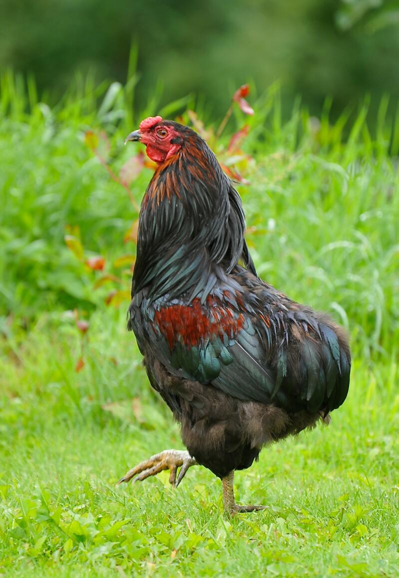 Peanut the rooster