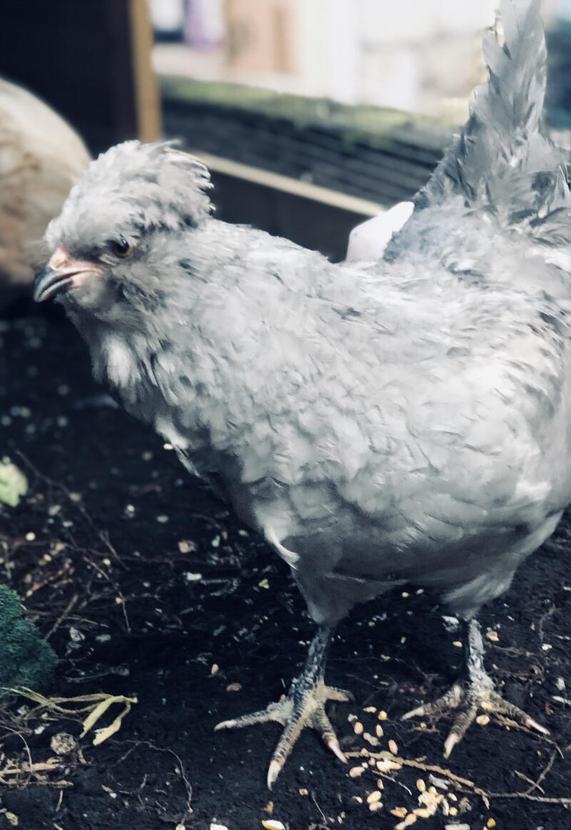 a grey lavender Araucuna chicken stood in an animal run