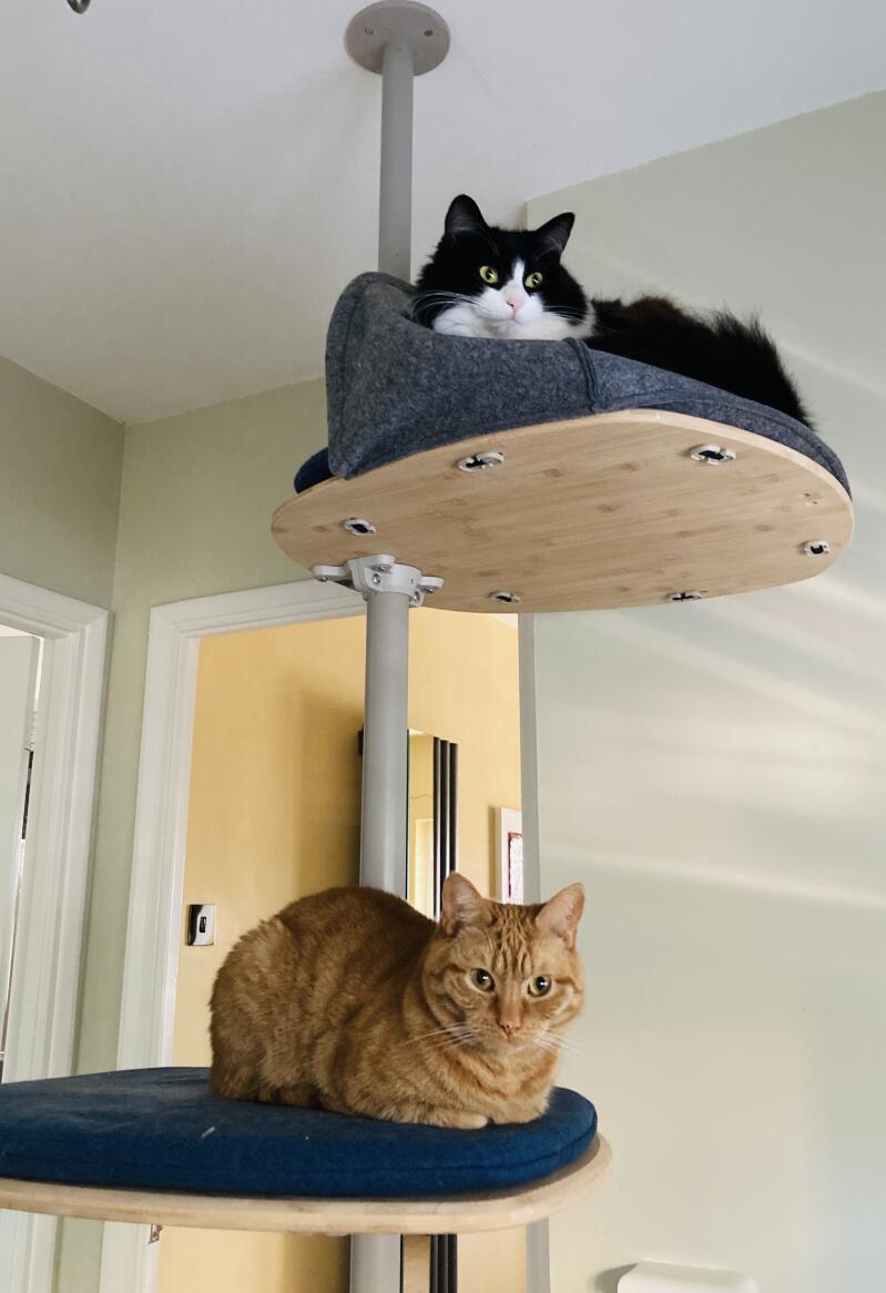 Two cats on the shelves of their indoor cat tree