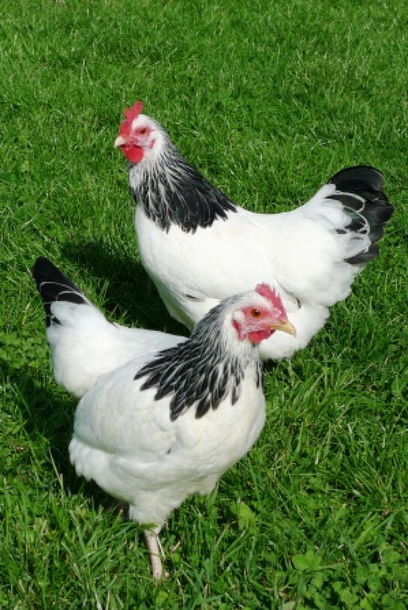2 poulets sur l'herbe