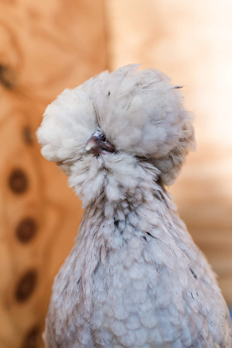 Un poulet polonais avec de belles plumes.