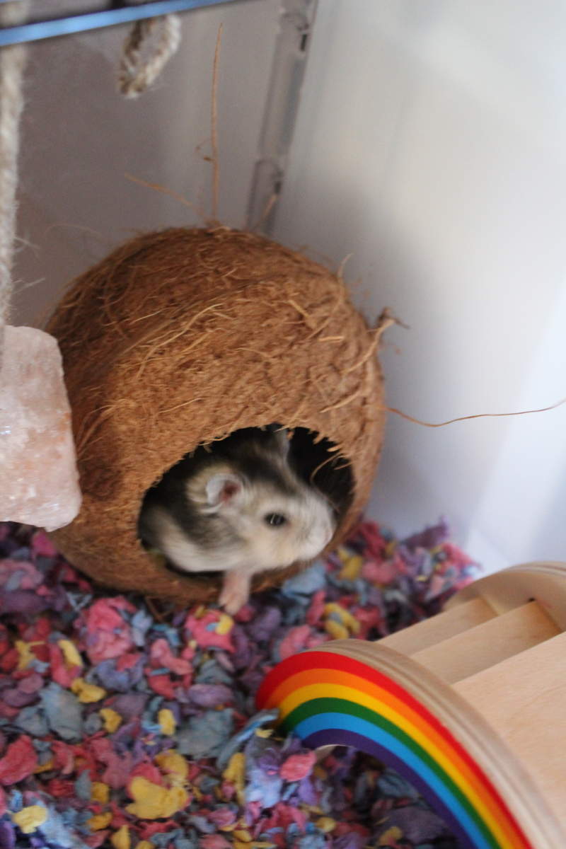 En brun og hvid hamster i et Qute bur i en kokosnøddeskal