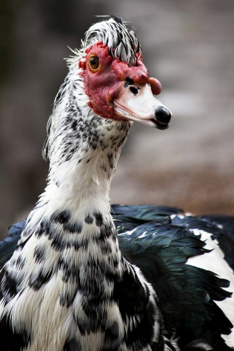 a black and white muscovy duck close up image