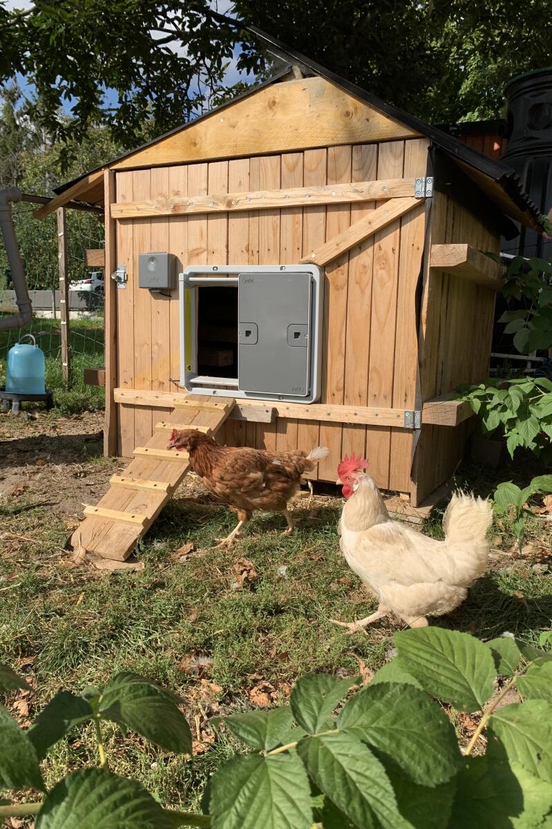 2 chickens running around their coop with a grey automatic door