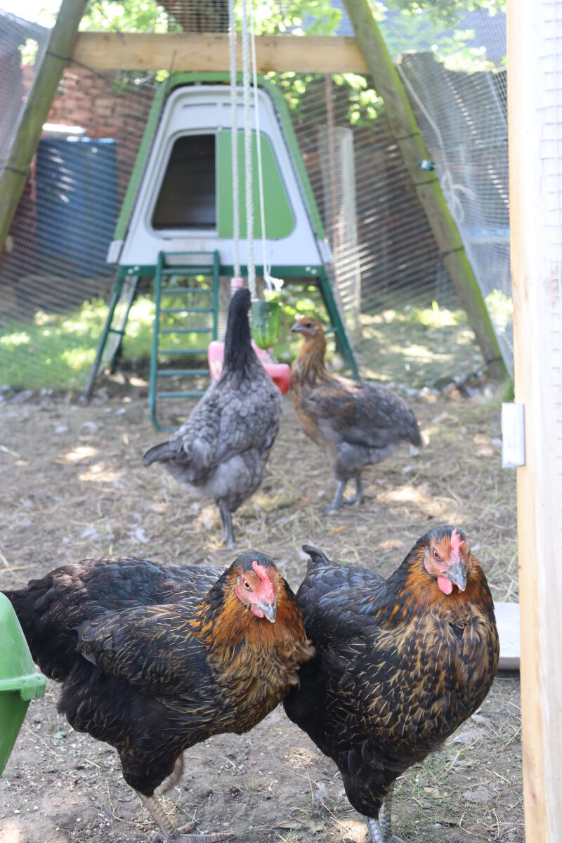 Mehrere hühner in ihrem auslauf, mit einem grünen stall im hintergrund