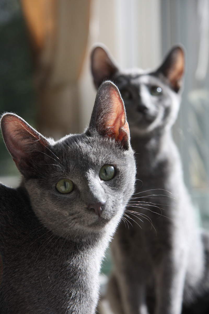 two Russian blue cats with green eyes sat down