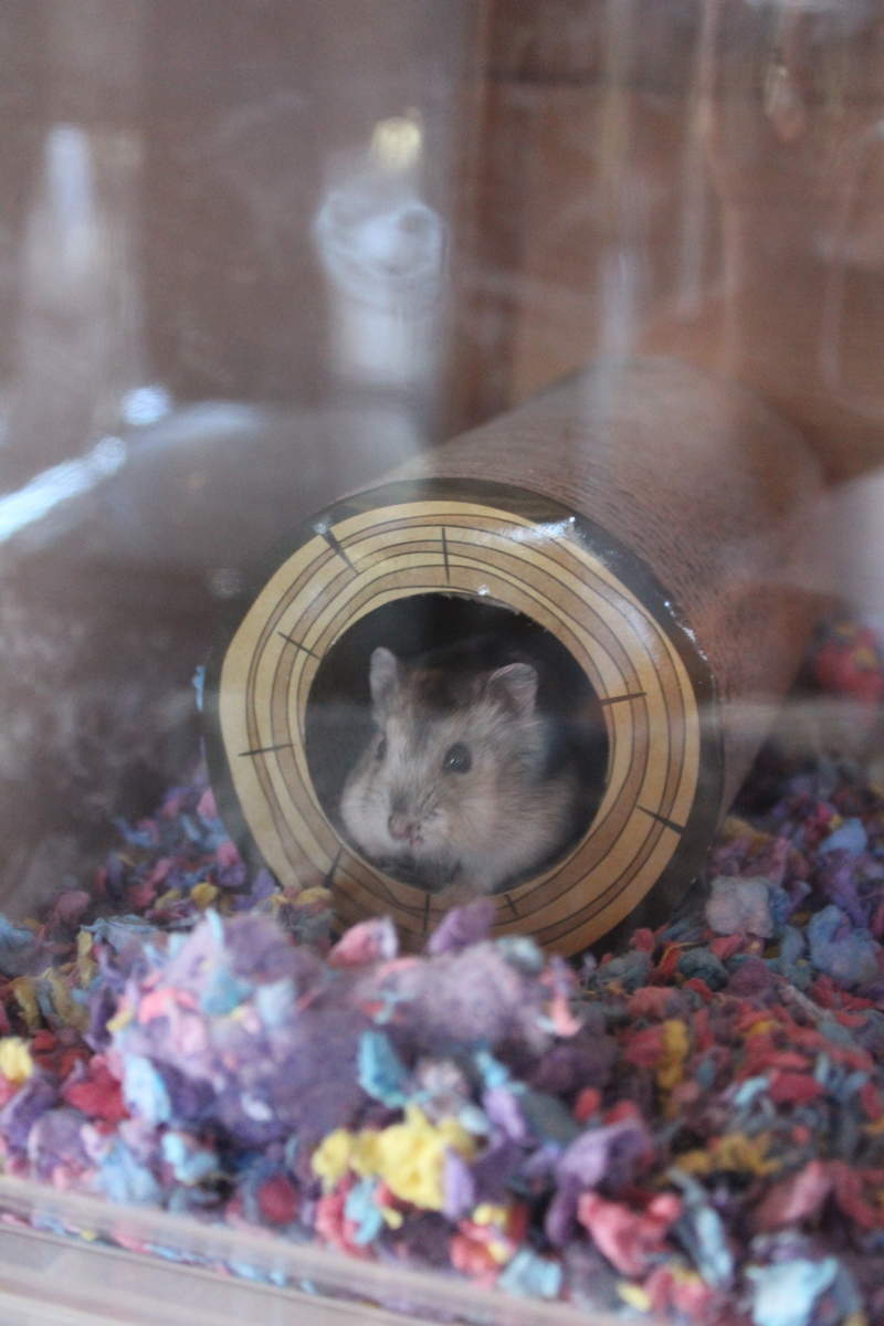 A hamster in a Qute house in a tunnel toy