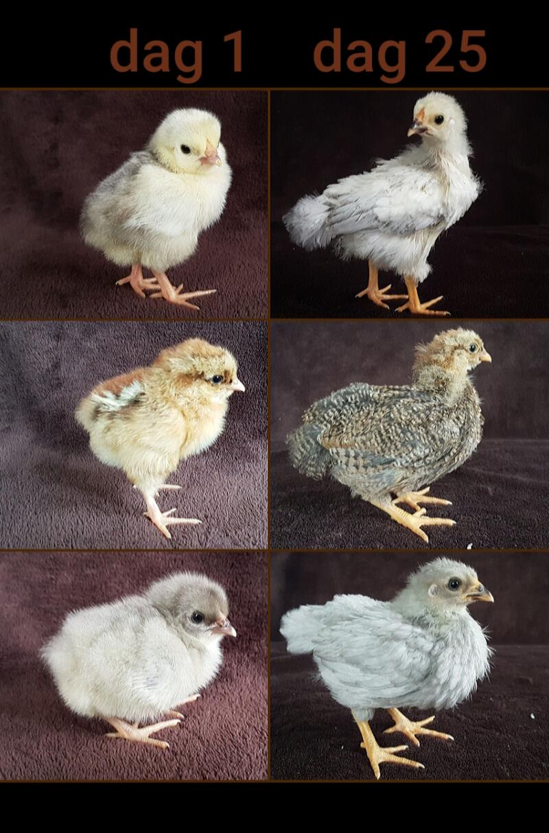 Chick growth