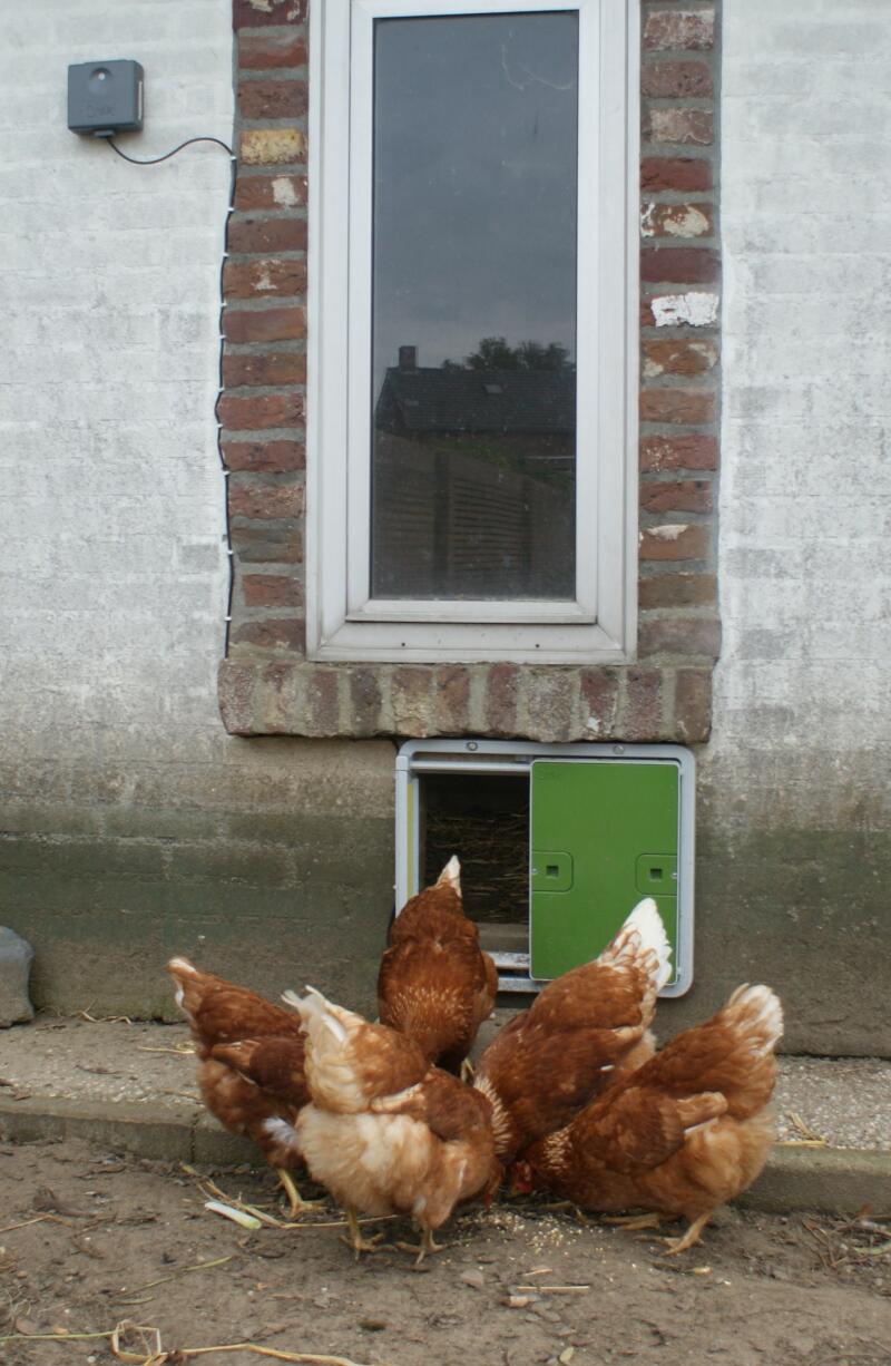 orange chickens feeding outside an autodoor