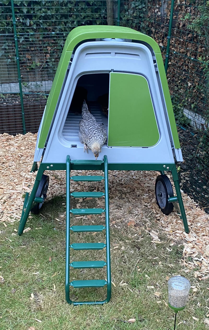 A small chicken going down the ladder of her coop