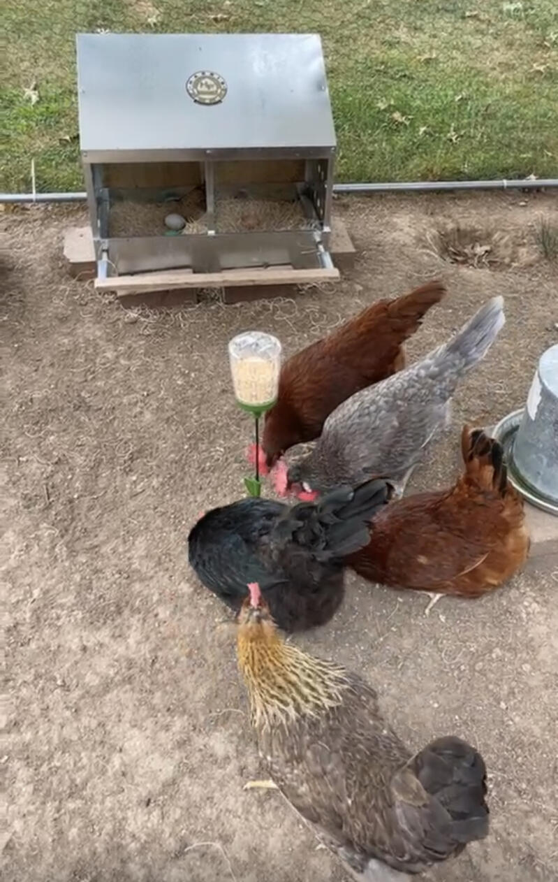 Kilka kurczaków wydziobujących z ziemi nasiona, które wypadły z ich zabawki do dziobania