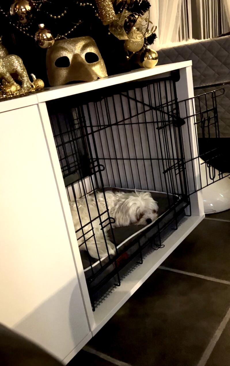 Biały pies odpoczywający w swojej klatce