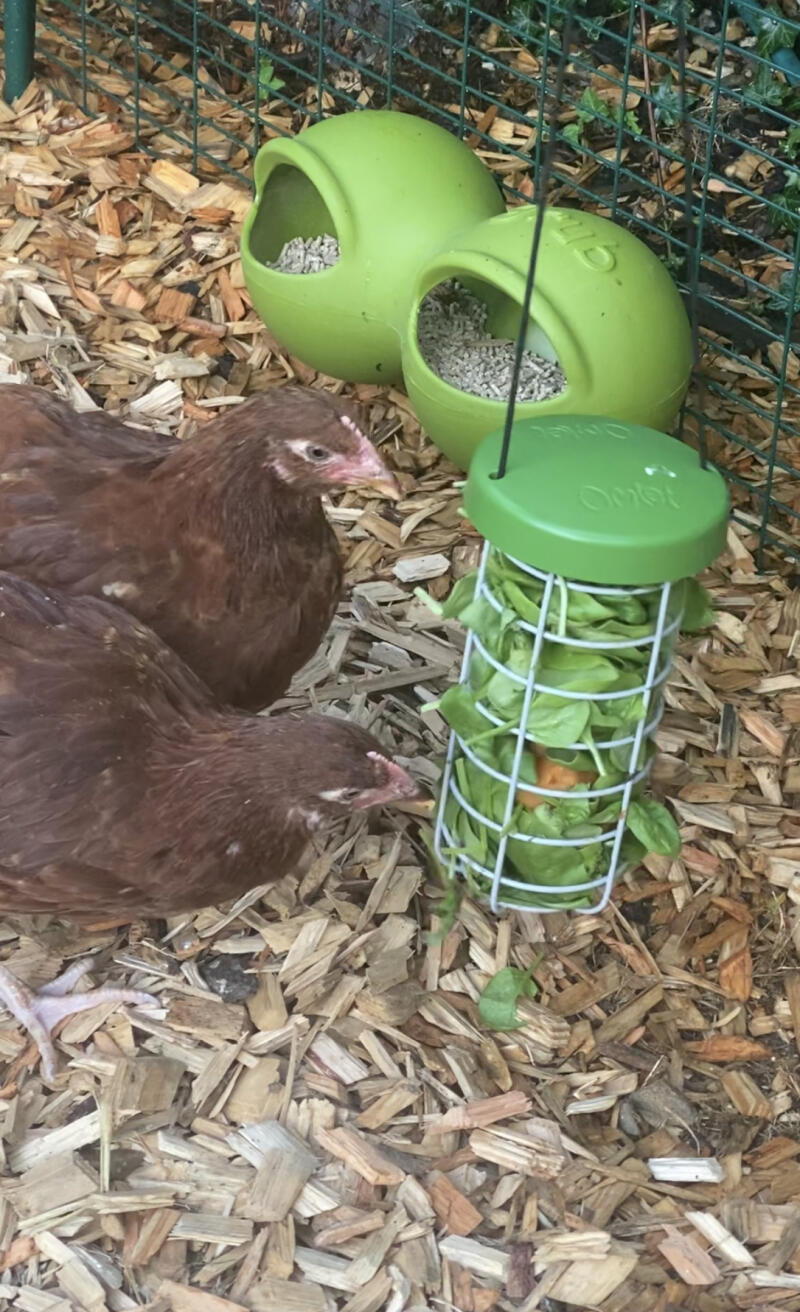 Due polli che beccano un po' di lattuga sul loro contenitore di cibo