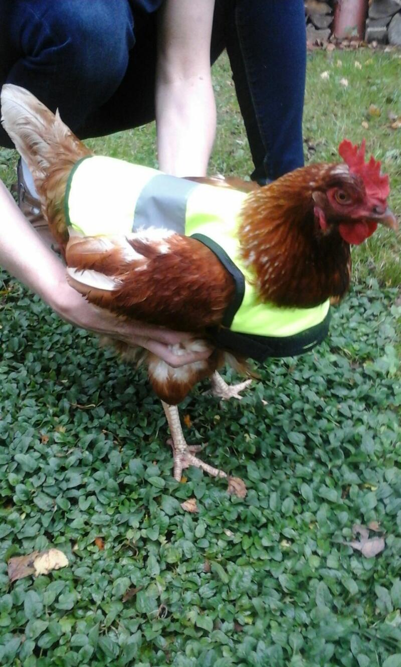 Västen för kycklingvarning sätts på noggrant.